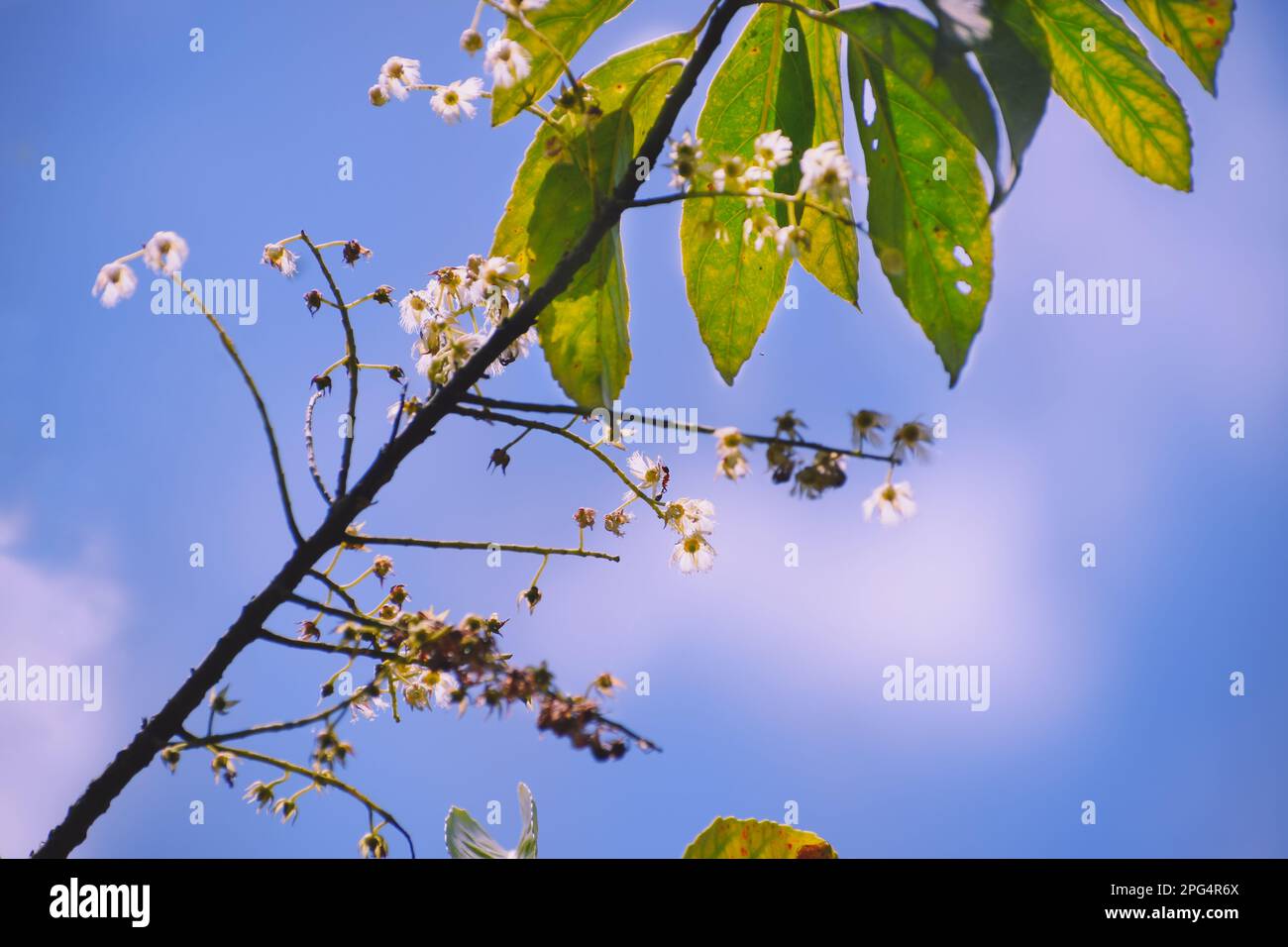 Beautiful olive flower shot against blue sky. Stock Photo