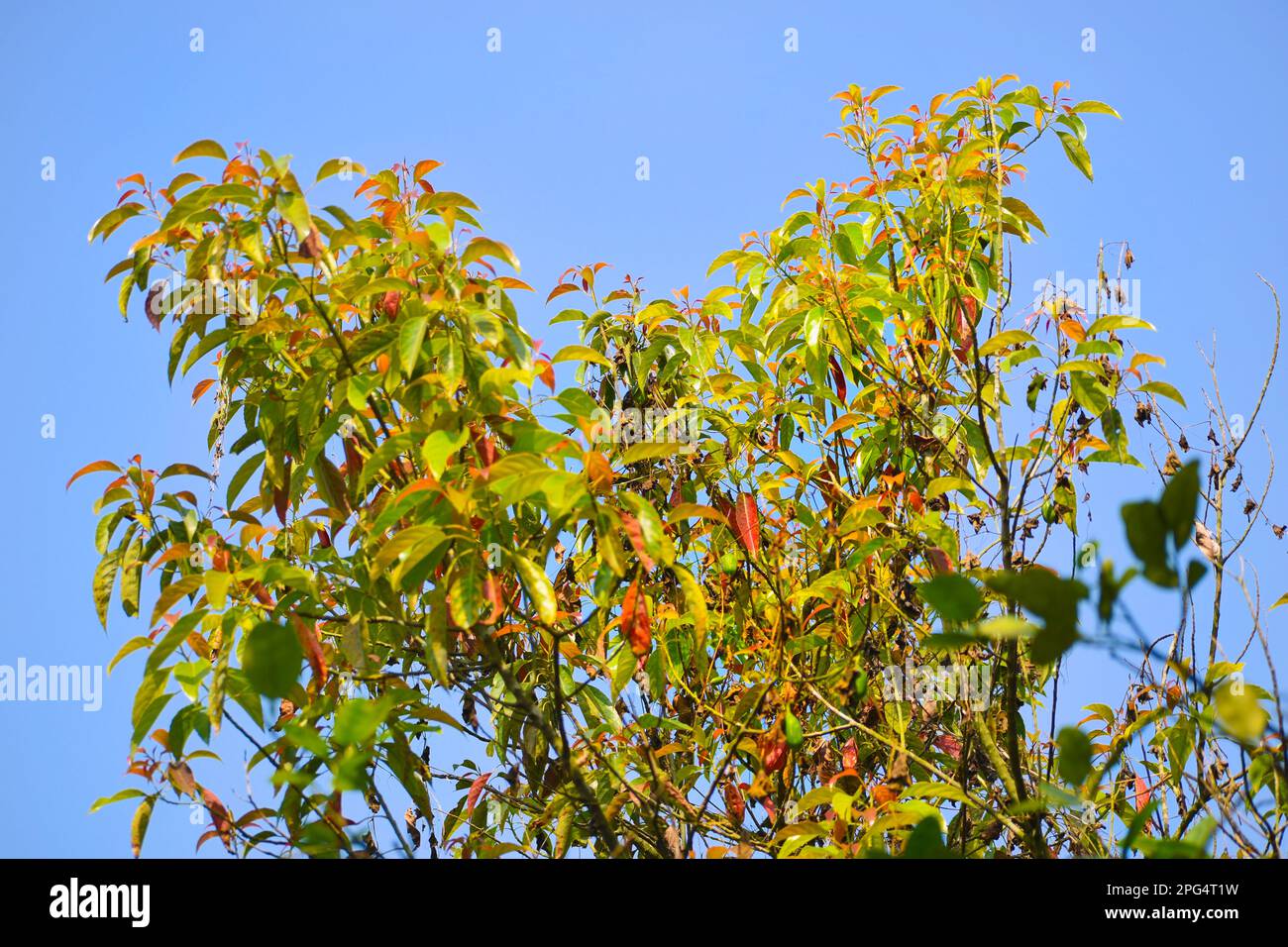 Colorful ceylon olive tree leaves Stock Photo