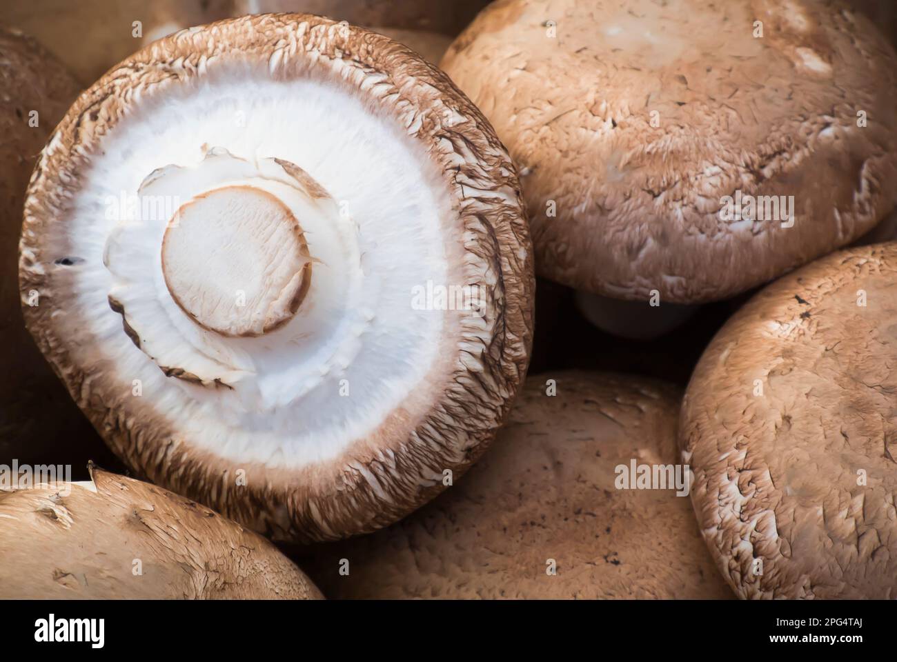 Portobello Mushrooms Close Up Stock Photo Alamy