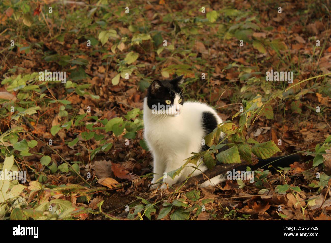 An inquisitive black and white domestic cat sitting on the ground Stock ...