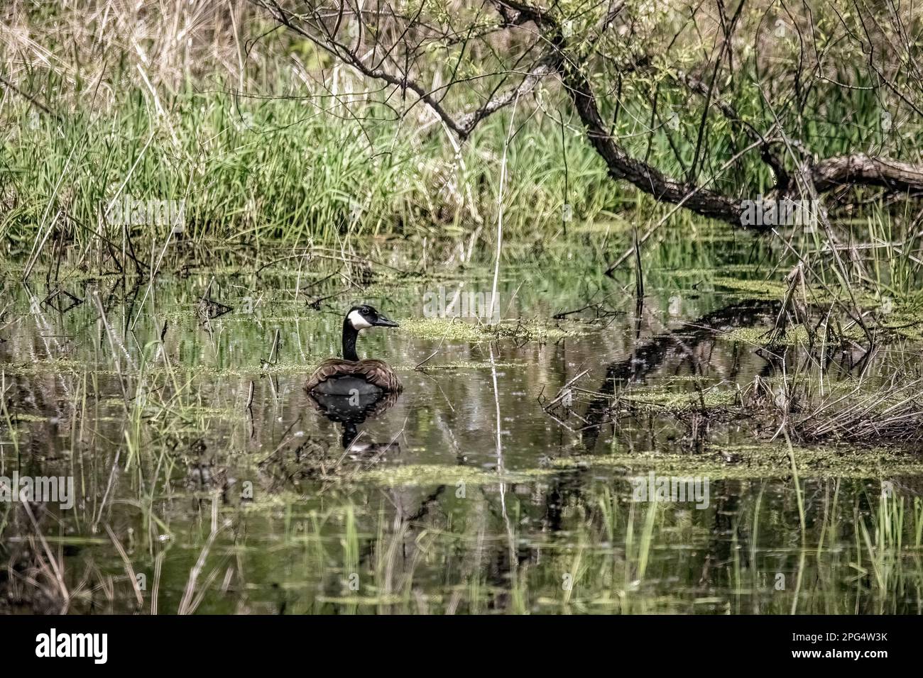 Canada goose swimming on a woodland pond on a spring afternoon near  Cambridge, Minnesota USA Stock Photo - Alamy