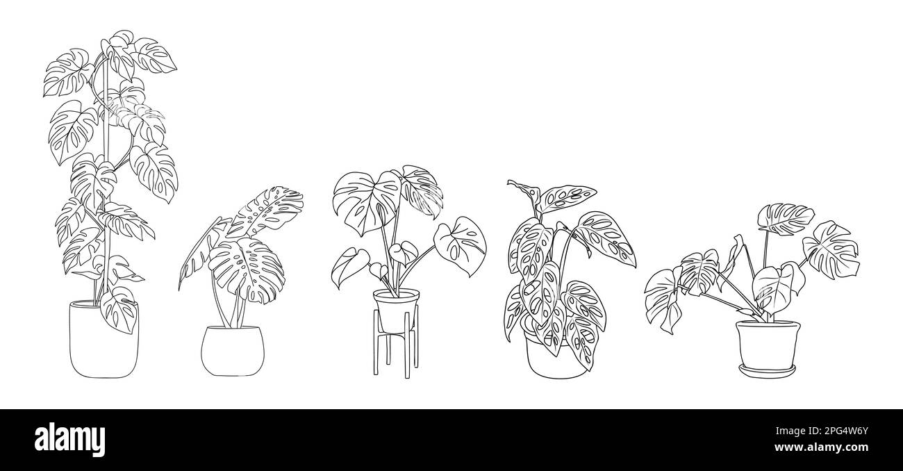 Set of Monstera Houseplants outline drawing vector Stock Vector