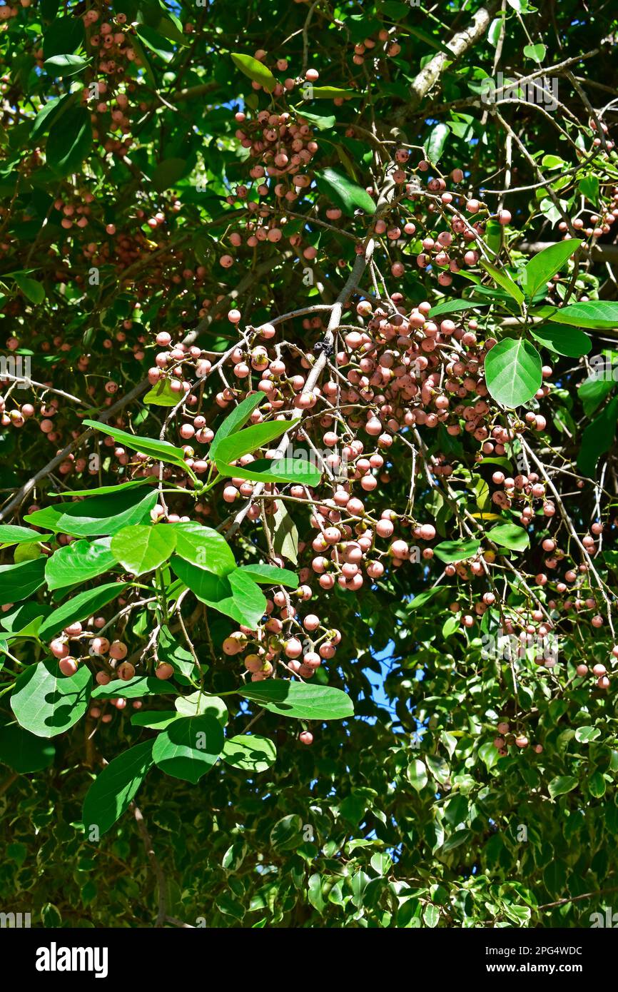 Wild fruits on tree (Cordia dichotoma) in Rio de Janeiro Stock Photo