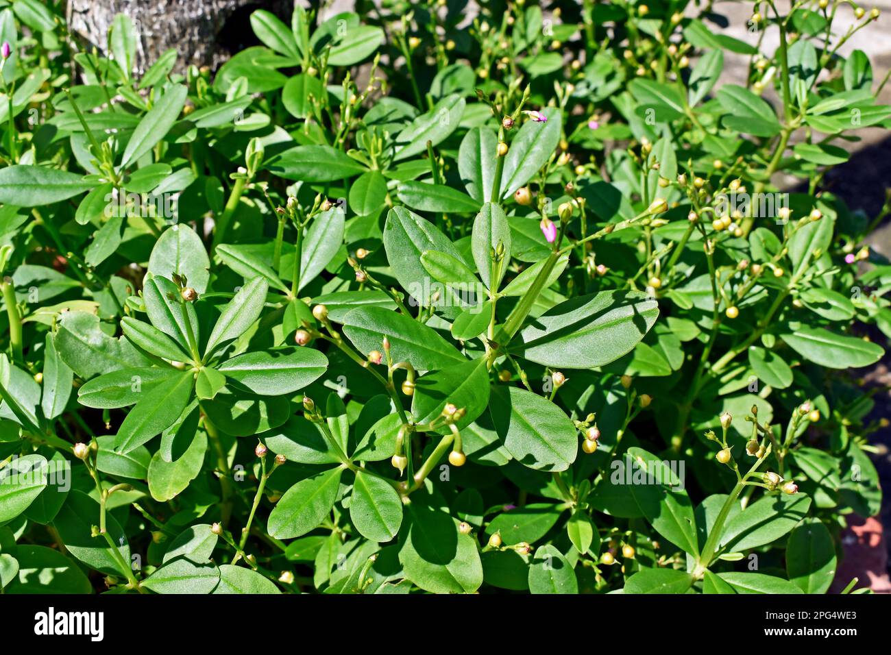 Fameflower or Jewels-of-Opar plant (Talinum paniculatum) Stock Photo
