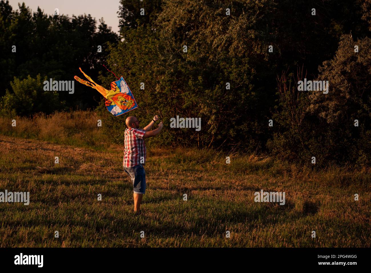 In the rays of the sunset sun, bald man with glasses with kite in the field near green forest. Father plays with children in rural areas. Warm family Stock Photo