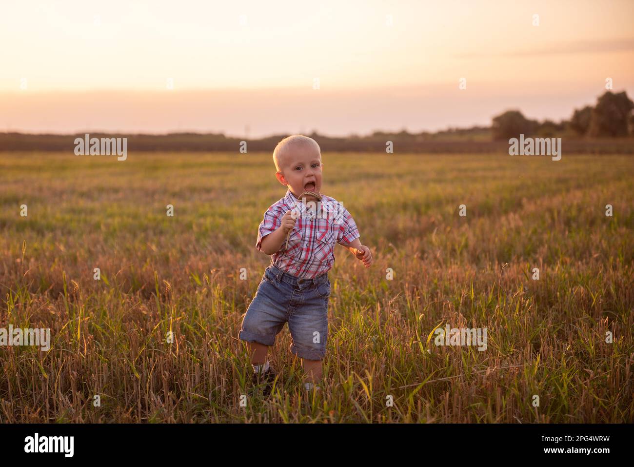 Close up portrait of little boy in plaid shirt. Todder with emotions eats spikelet of wheat in mowing field in rays of sunset sun. Carefree childhood Stock Photo