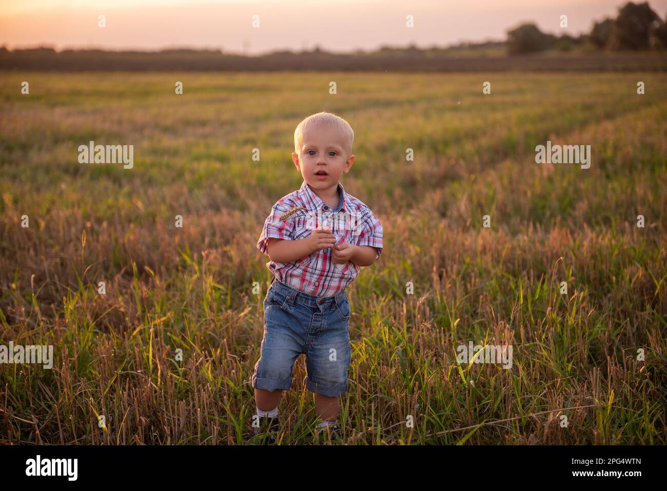 Close up portrait of little boy in plaid shirt. Todder with emotions eats spikelet of wheat in mowing field in rays of sunset sun. Carefree childhood Stock Photo