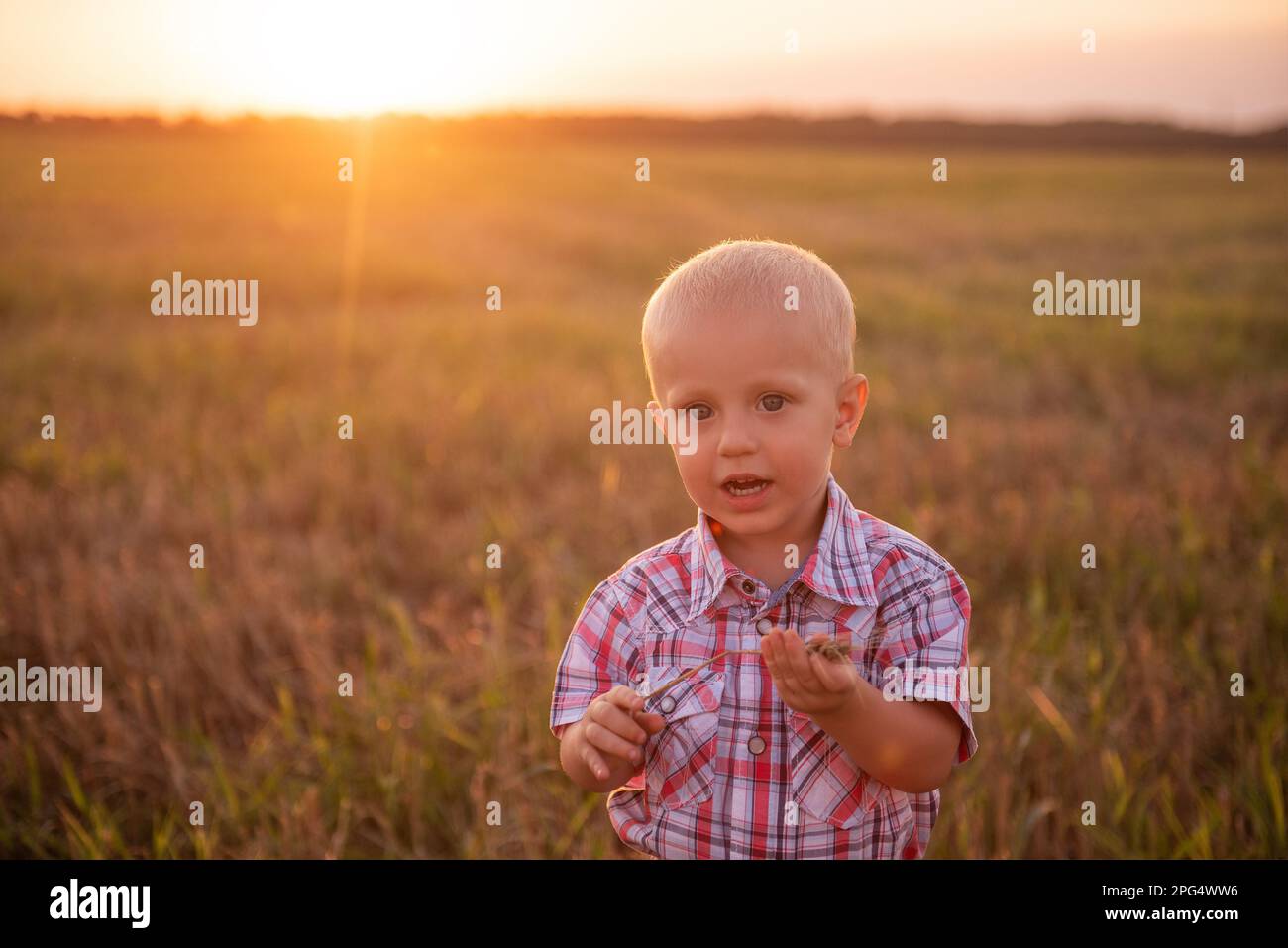 Close up portrait of little boy in plaid shirt. Todder with emotions eats spikelet of wheat in mowing field in rays of sunset sun. Carefree childhood Stock Photo