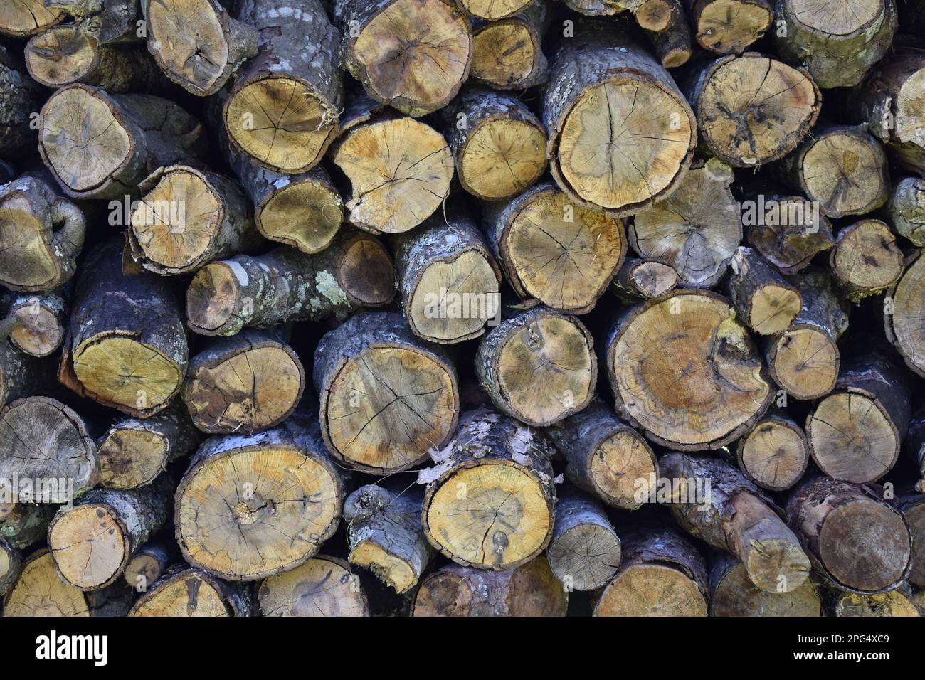Stack of Firewood Pile End Grain Stock Photo