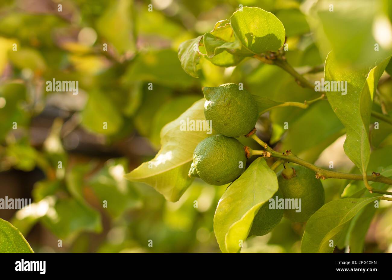 unripe lemons on the tree Stock Photo