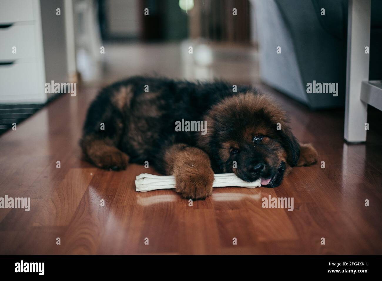 Red Tibetan Mastiff puppy at new home. Stock Photo