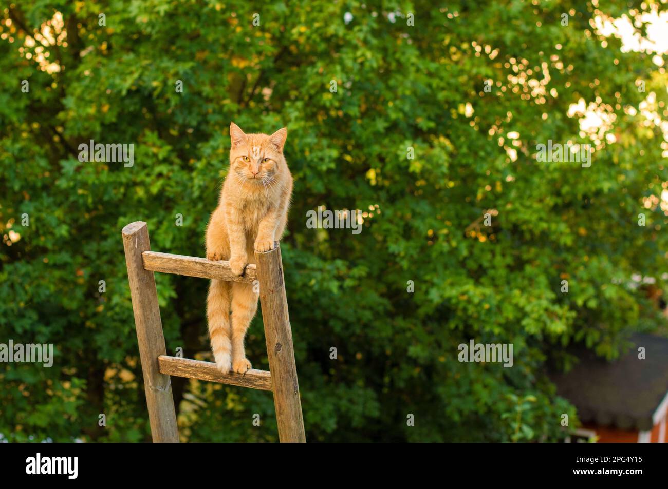Cat on the ladder Stock Photo Alamy