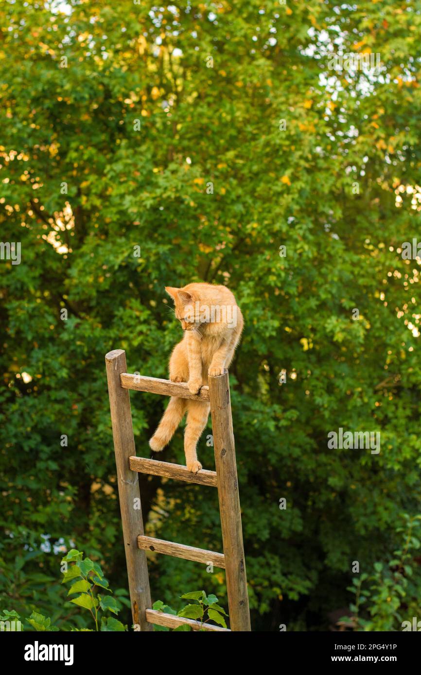 Cat on the ladder Stock Photo Alamy