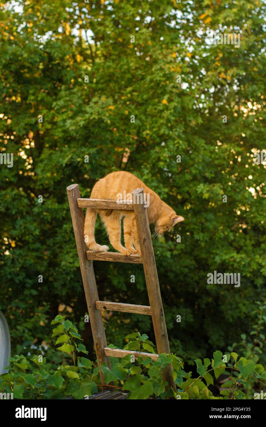 Cat on the ladder Stock Photo Alamy