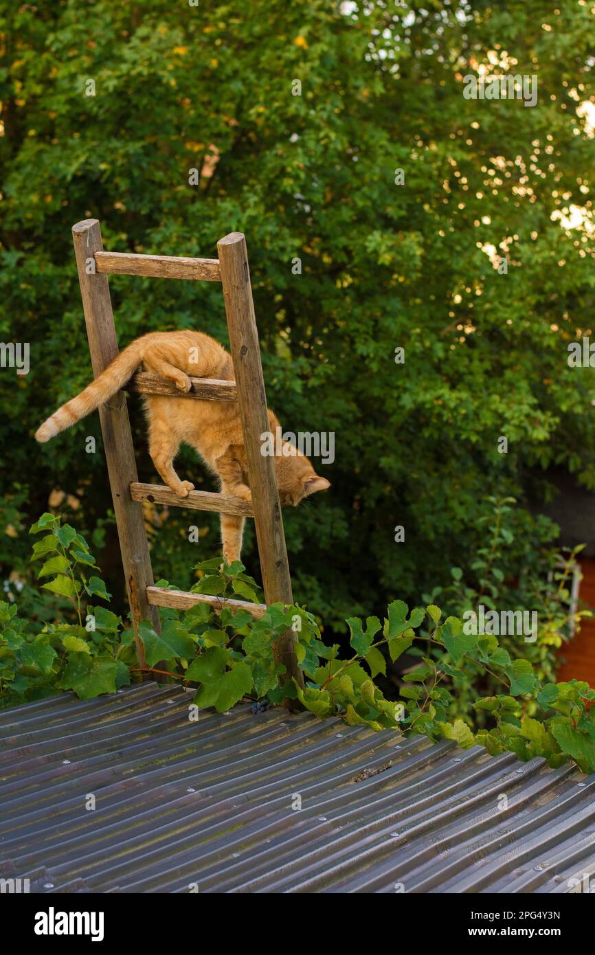 Cat on the ladder Stock Photo Alamy
