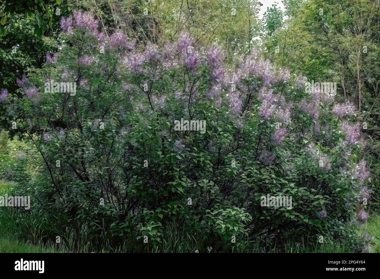 Beautiful purple lilac bush in full bloom on a spring evening in