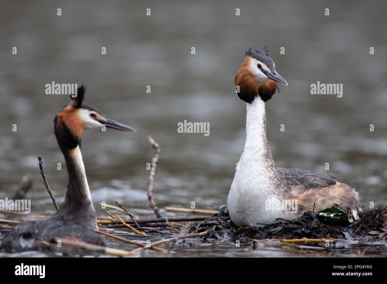 Grebe Islets Great Crested Grebes and their nest Stock Photo - Alamy