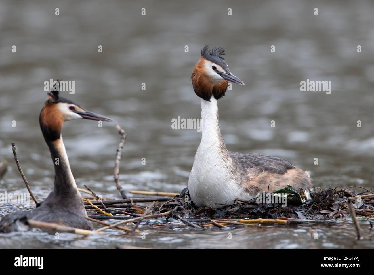 Great Crested Grebes and their nest. Stock Photo