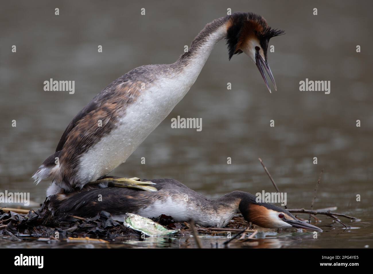 Great Crested Grebes mating. Stock Photo