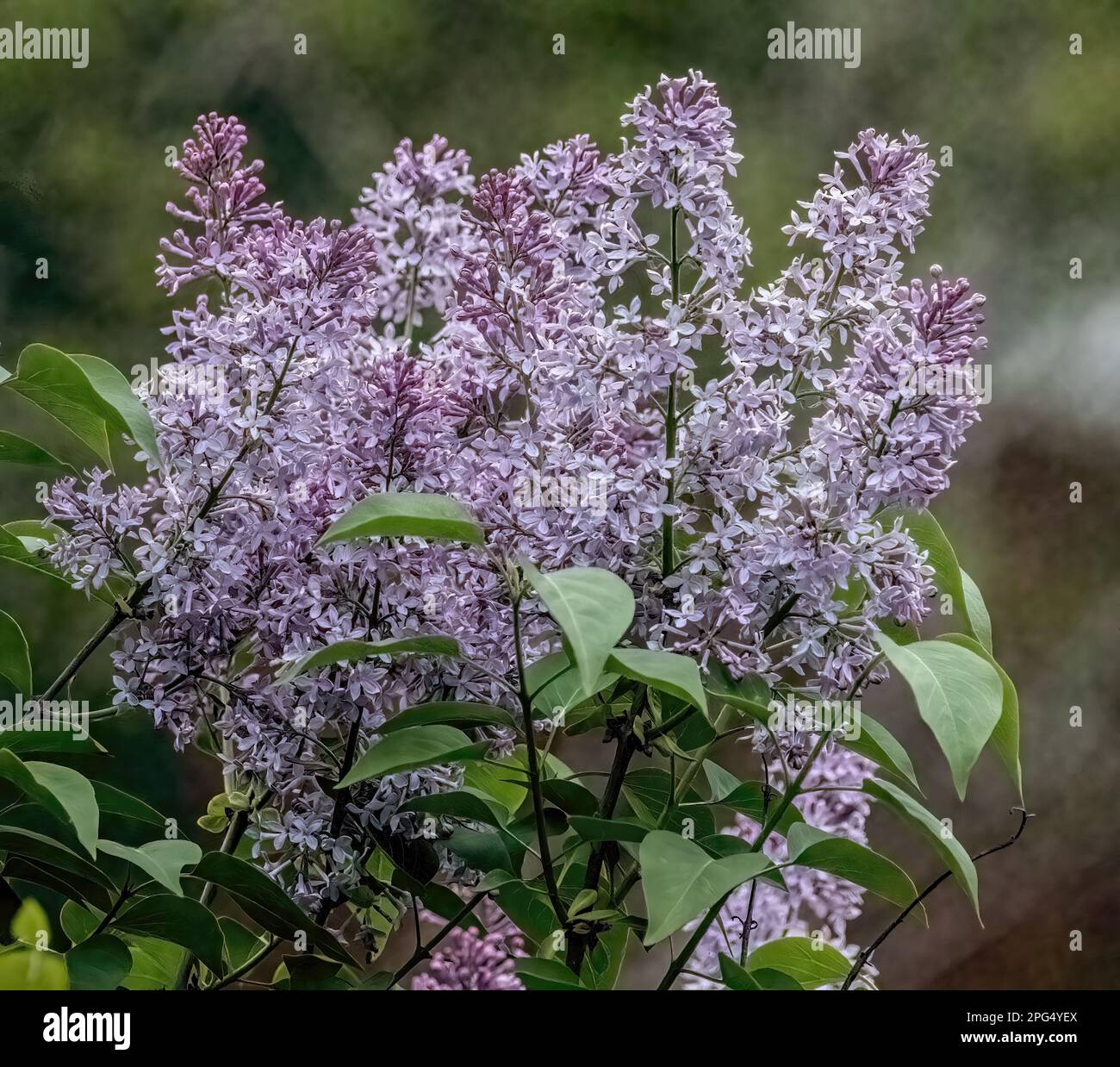 Blooming purple lilac blossoms on a spring evening in Taylors Falls, Minnesota USA. Stock Photo