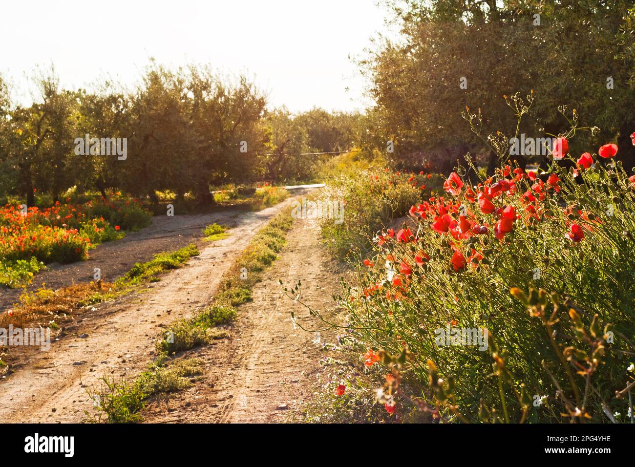 Beautiful field of red poppies in the sunset light Stock Photo - Alamy