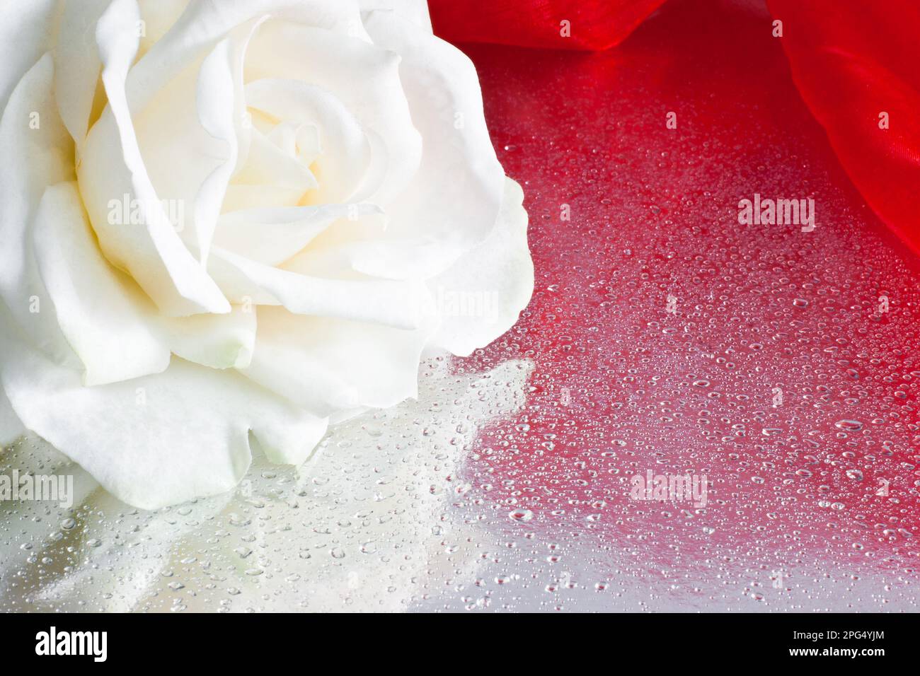 Close up of a white rose on a reflective board with water droplets ...