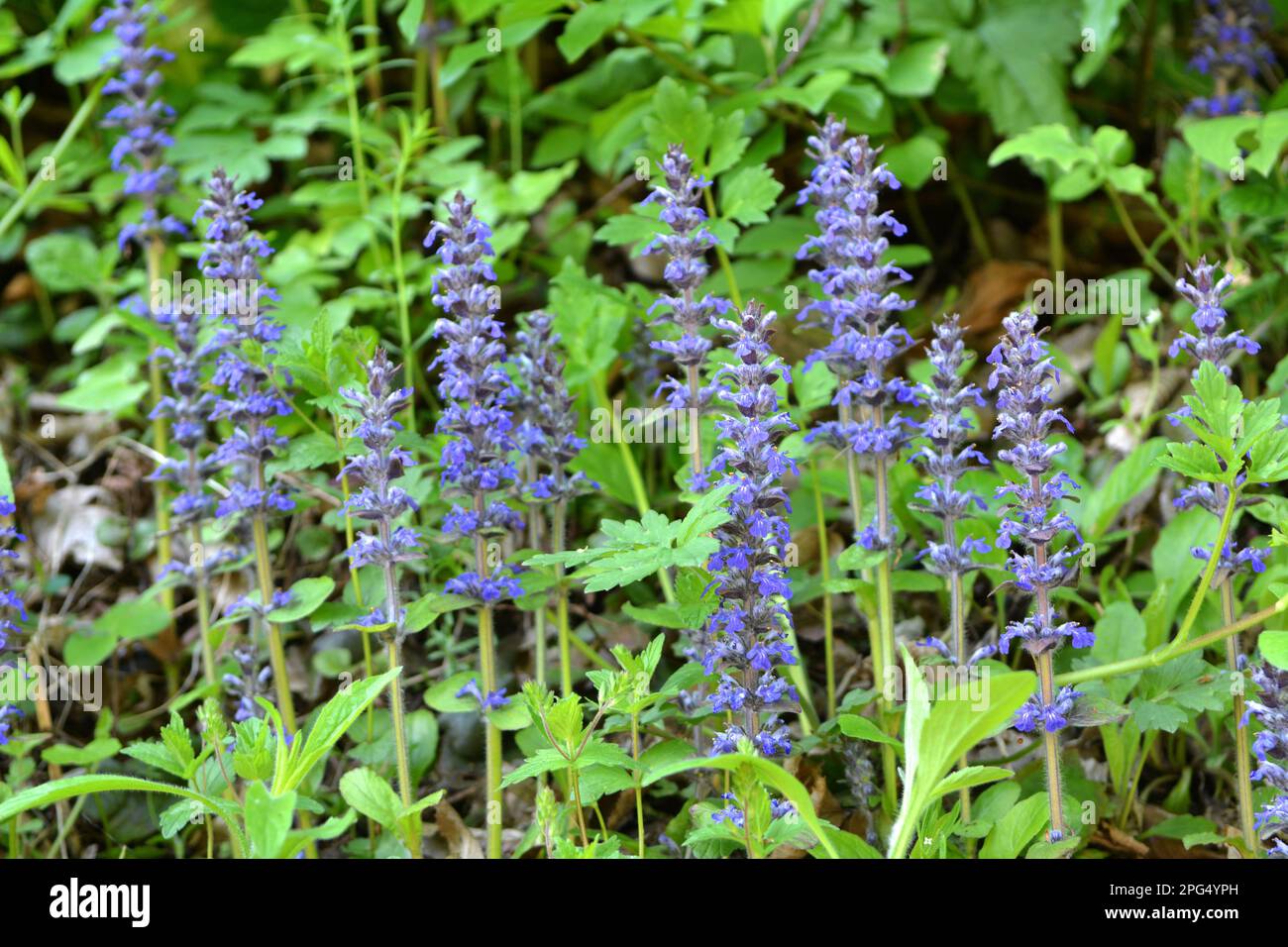 Ajuga reptans grows and blooms in herbs in the wild Stock Photo