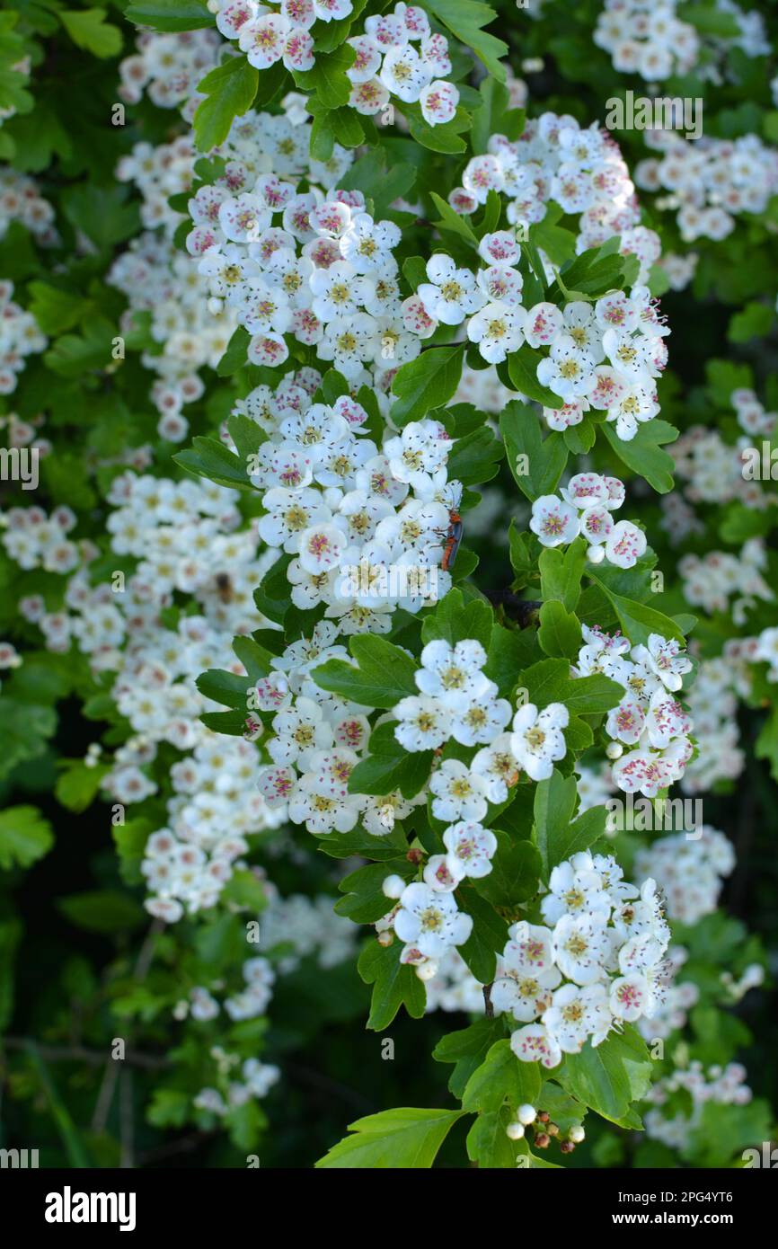 Hawthorn Bush Tree Hi res Stock Photography And Images Alamy hawthorn-bush-tree-hi-res-stock-photography-and-images-alamy
