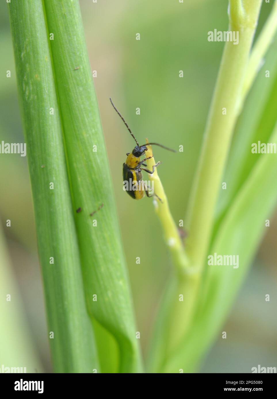 On the plant is a harmful insect Western corn beetle (Diabrotica