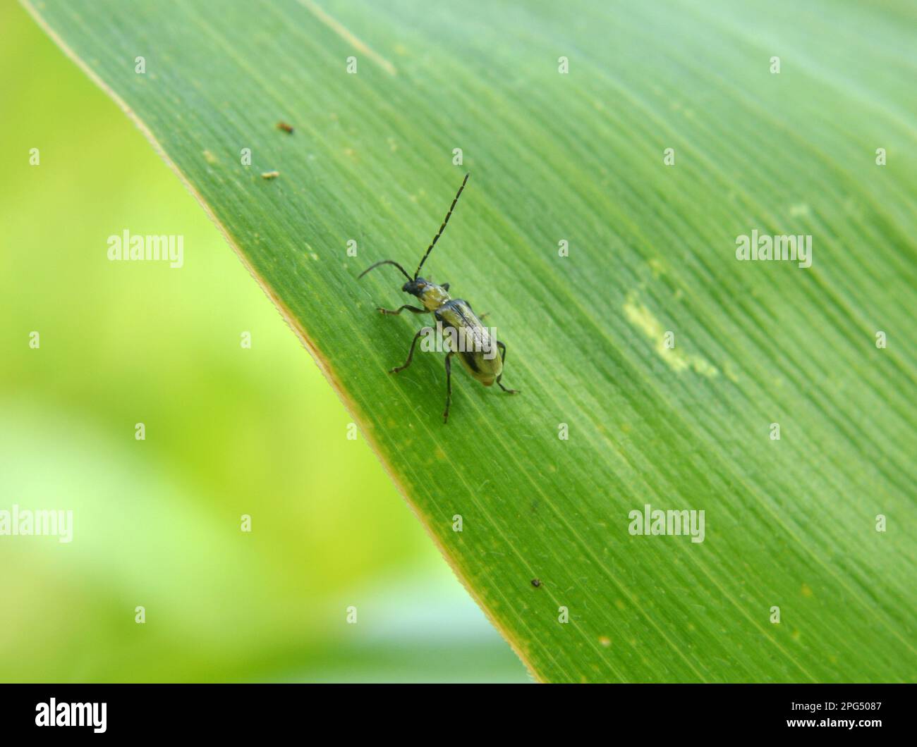 On the plant is a harmful insect Western corn beetle (Diabrotica