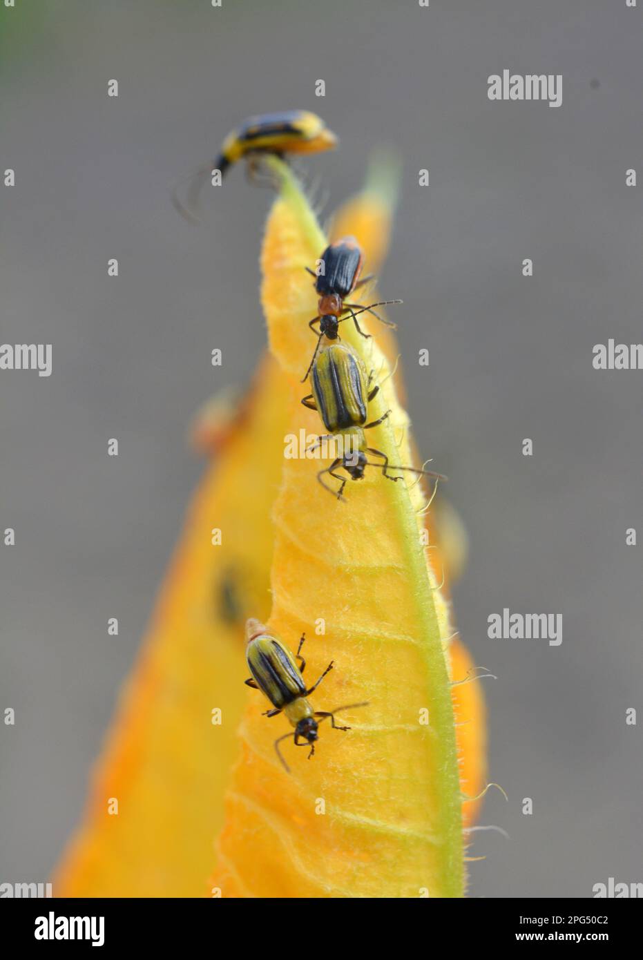 The plant is a harmful insect Western corn beetle (Diabrotica