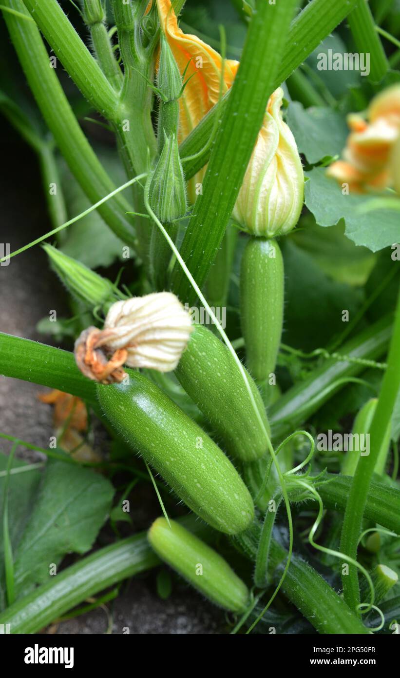 Courgette with fruits, flowers and leaves growing on the land Stock