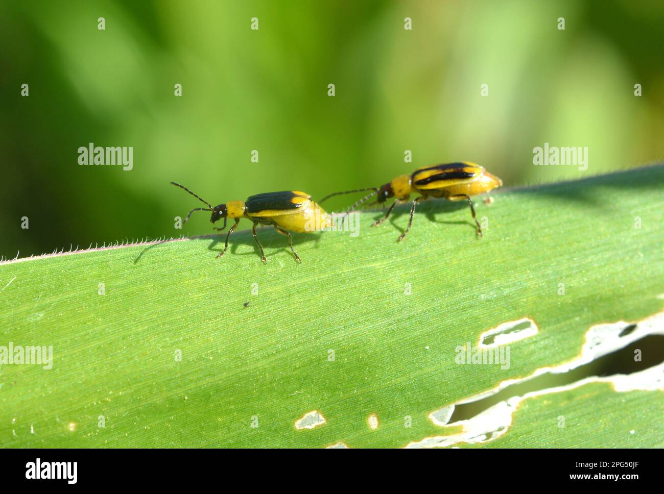 On the plant is a harmful insect Western corn beetle (Diabrotica
