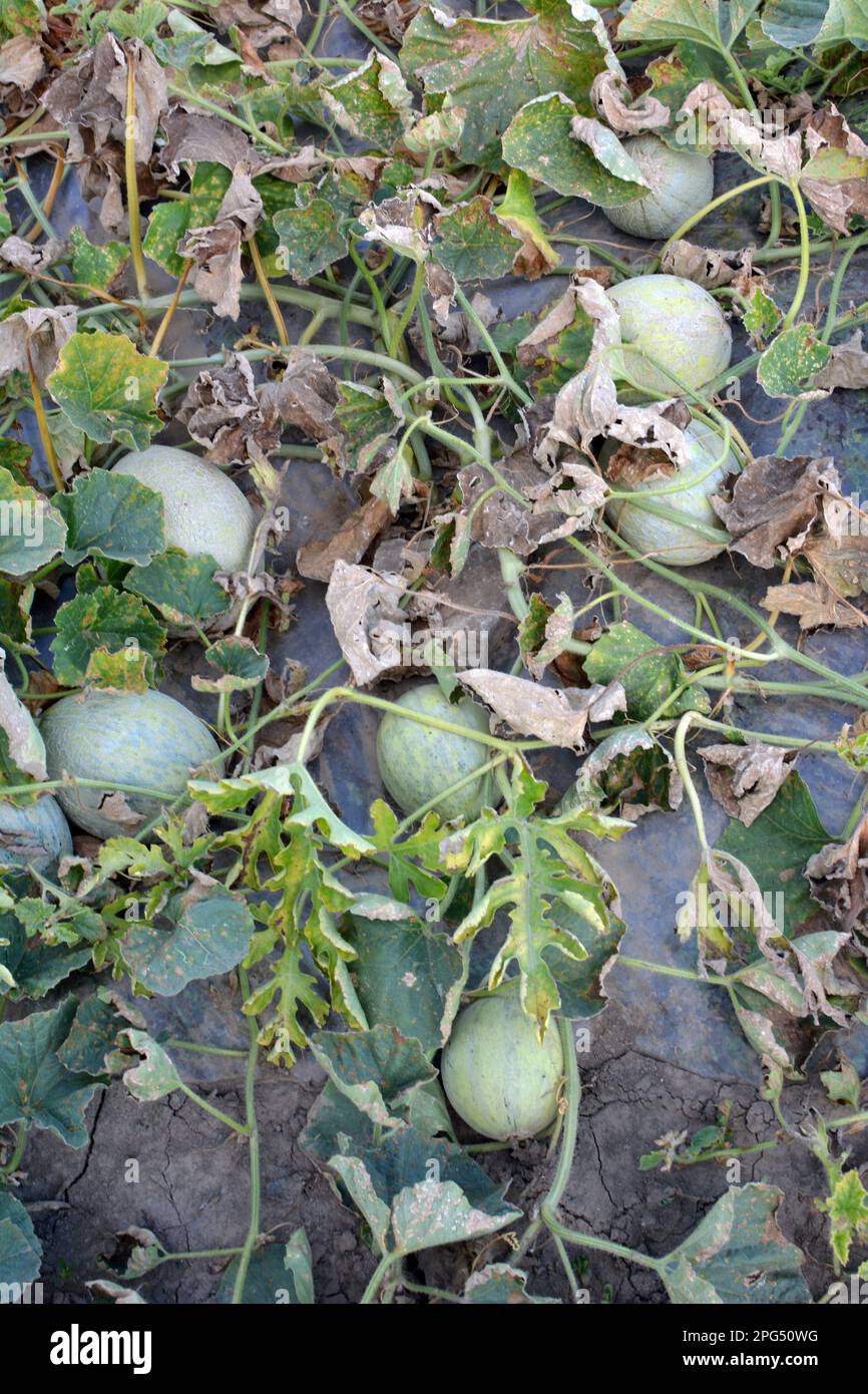 In summer, melons grow in the field in open organic soil Stock Photo