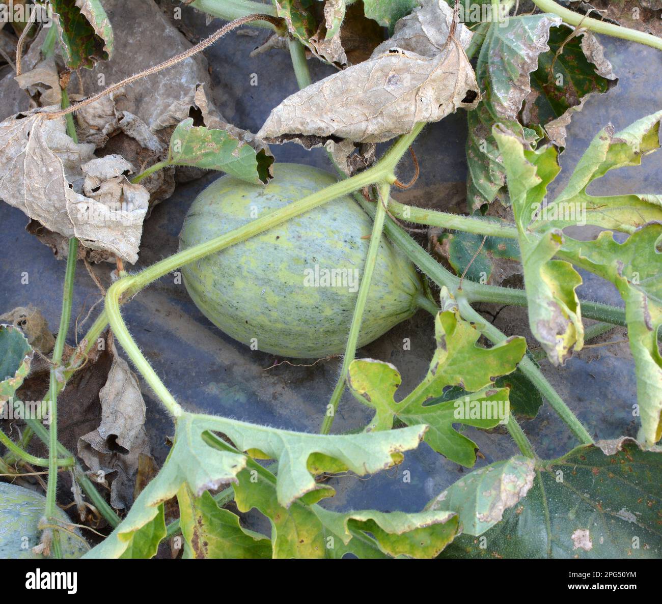 In summer, melons grow in the field in open organic soil Stock Photo