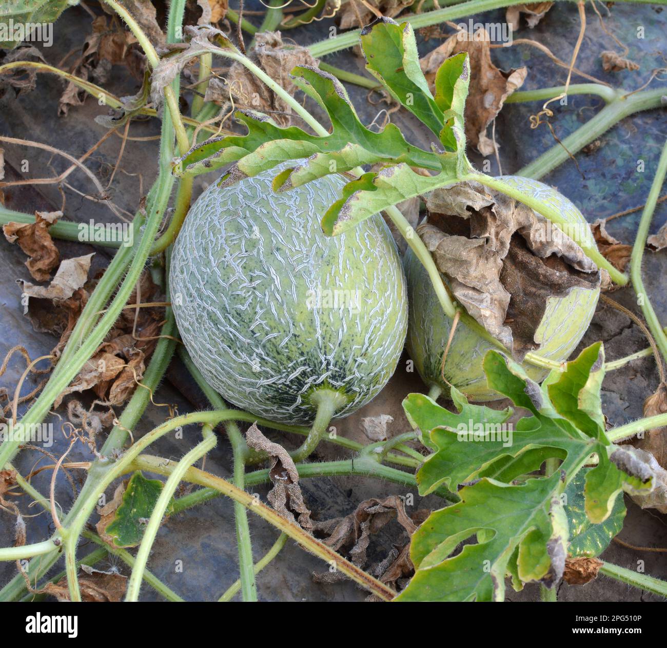 In summer, melons grow in the field in open organic soil Stock Photo