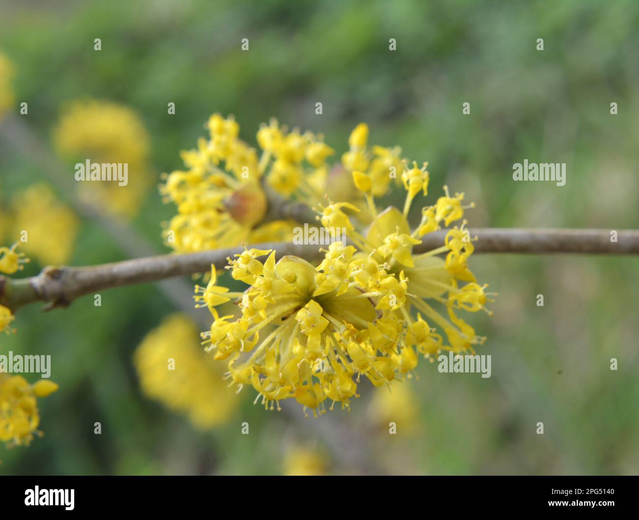 In spring cornel is real (Cornus mas) blooms in the wild Stock Photo ...
