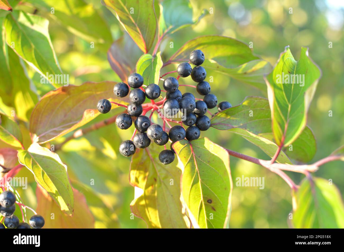Black berries of cornus sanguinea ripen on a branch of a bush Stock ...