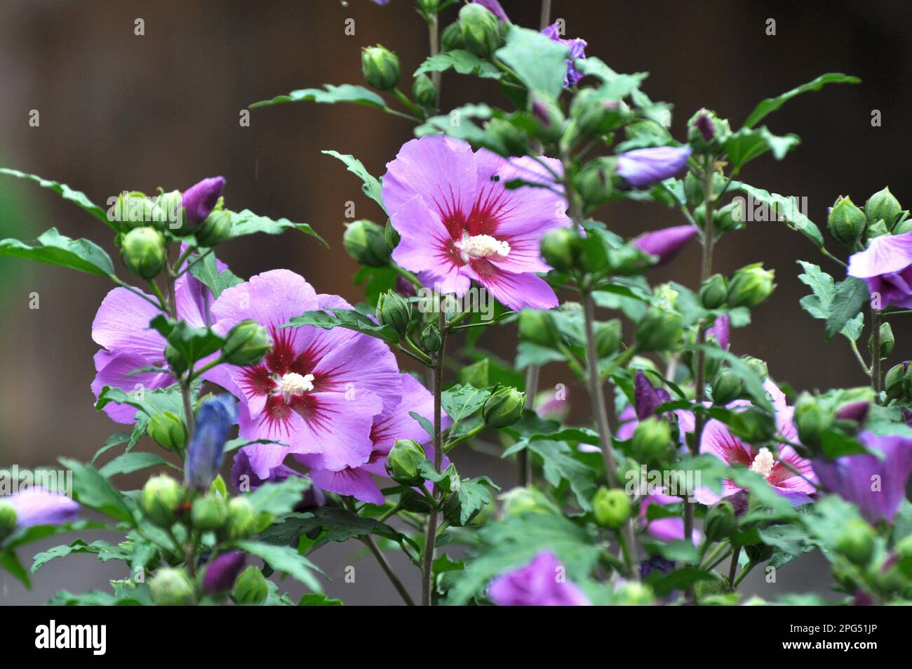 In summer, the hibiscus bush blooms in nature Stock Photo