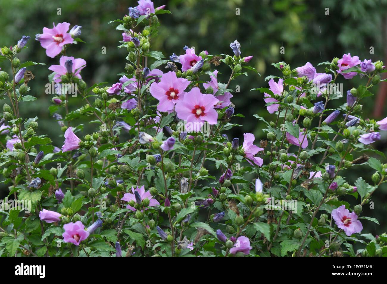 In summer, the hibiscus bush blooms in nature Stock Photo