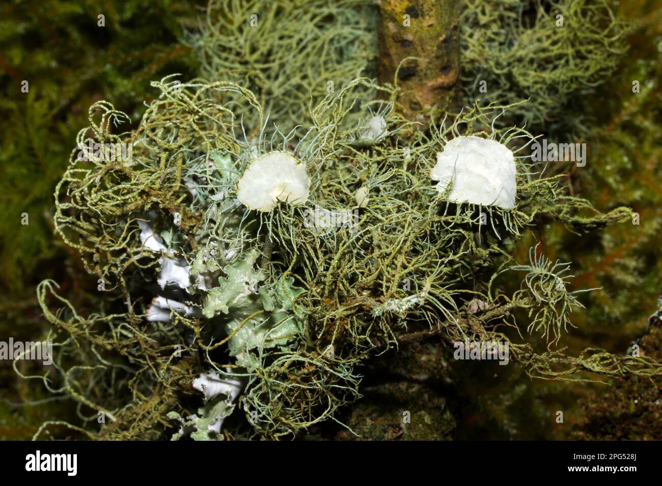 Usnea florida (flowery lichen) is a species of beard lichen usually found on twigs and branches. It is widely distributed. Stock Photo