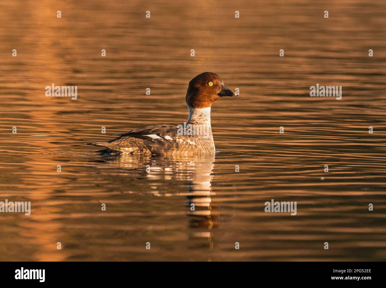Loewenbruch, Germany. 20th Mar, 2023. 20.03.2023, Loewenbruch. A female goldeneye (Bucephala clangula) swims in the light of the evening sun on a small lake in Loewenbruch, Brandenburg, about 20 kilometers south of Berlin. Credit: Wolfram Steinberg/dpa Credit: Wolfram Steinberg/dpa/Alamy Live News Stock Photo