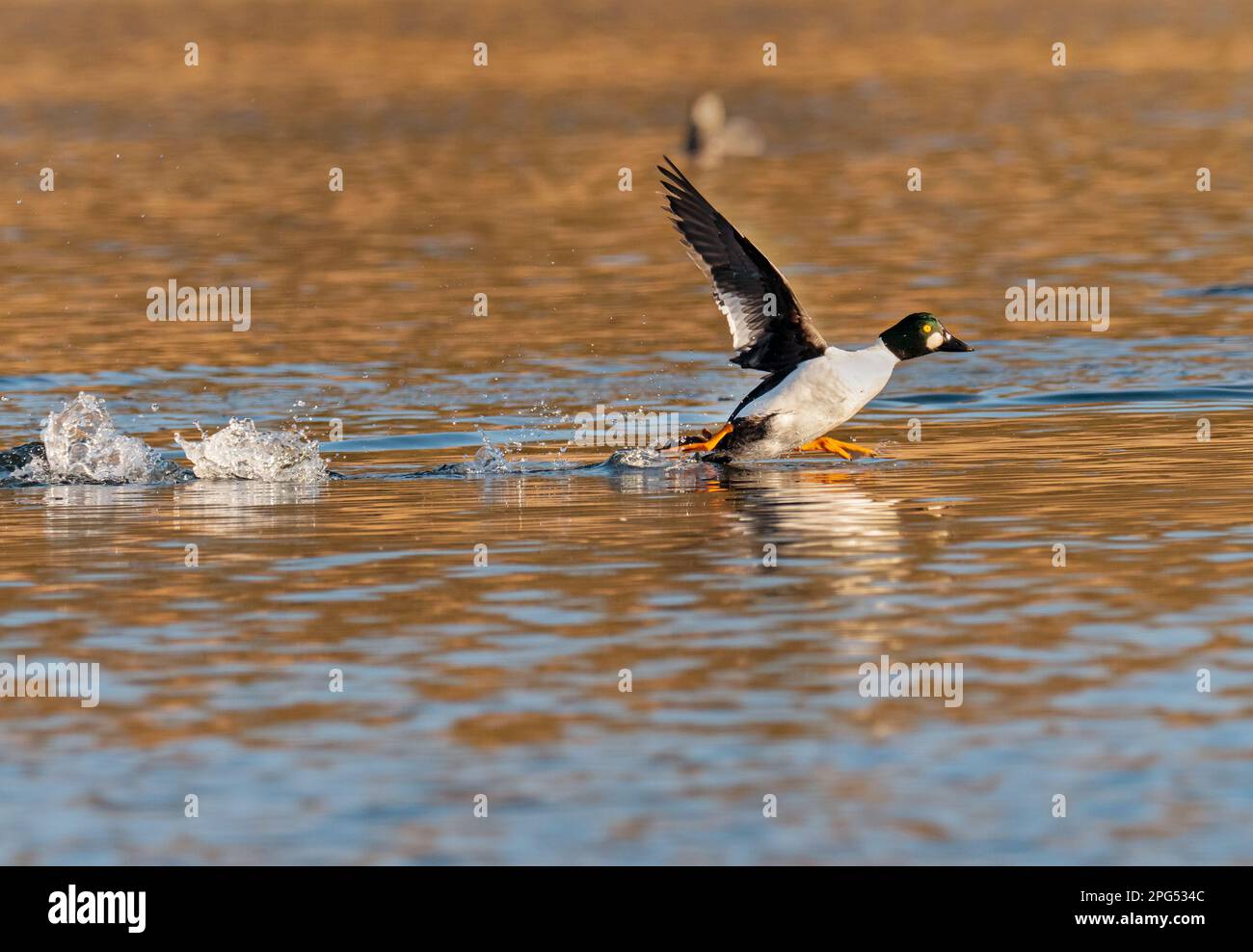 Loewenbruch, Germany. 20th Mar, 2023. 20.03.2023, Loewenbruch. A male goldeneye (Bucephala clangula) in splendid plumage runs on a small lake in Loewenbruch, Brandenburg, about 20 kilometers south of Berlin, to take off from the water surface. This is typical of sea ducks, which usually need a relatively large run-up to take off when flying. Credit: Wolfram Steinberg/dpa Credit: Wolfram Steinberg/dpa/Alamy Live News Stock Photo