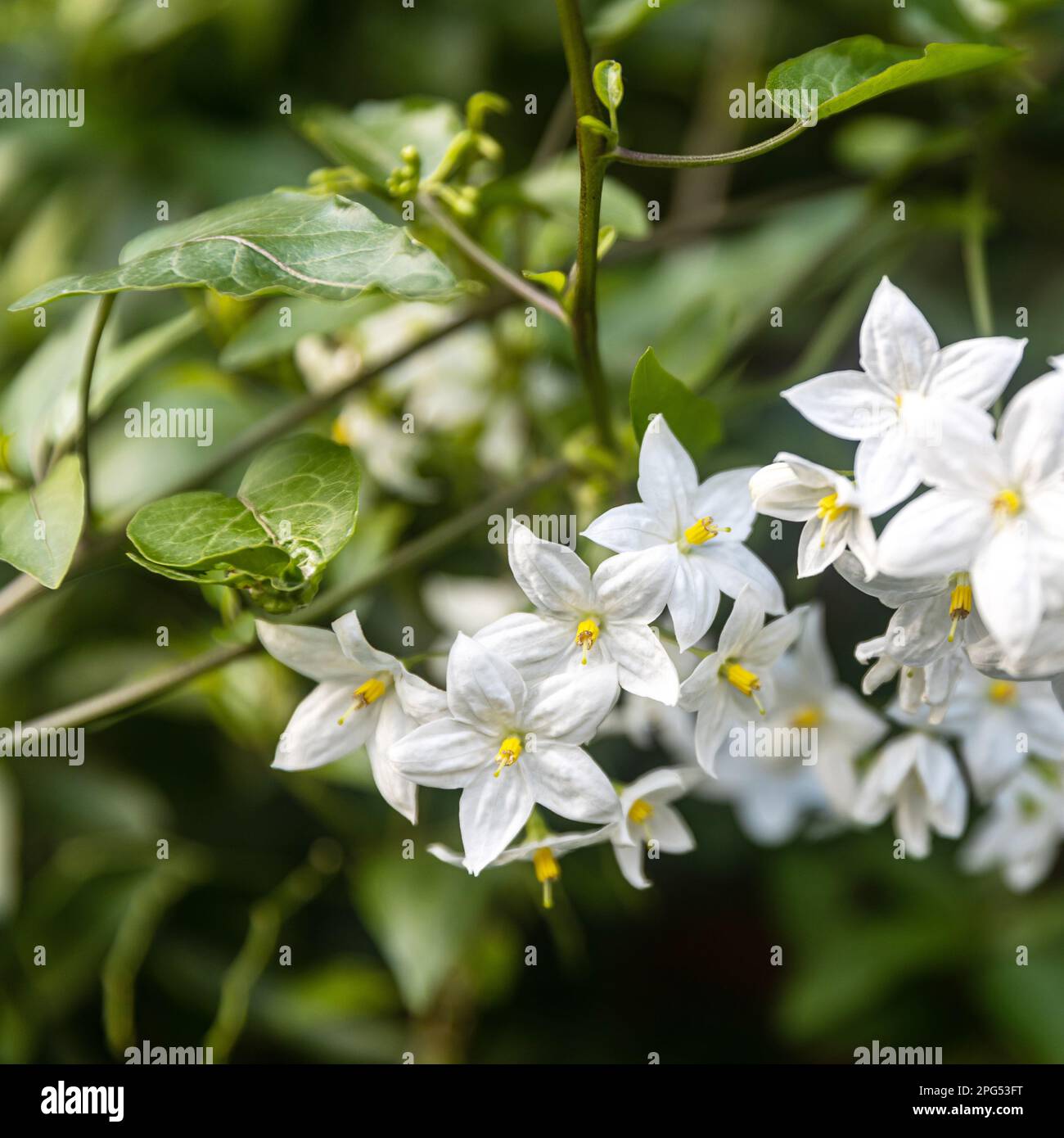 Square frame. Solanum laxum, commonly known as potato vine, potato climber or jasmine nightshade, is an evergreen vine in the family Solanaceae. Stock Photo