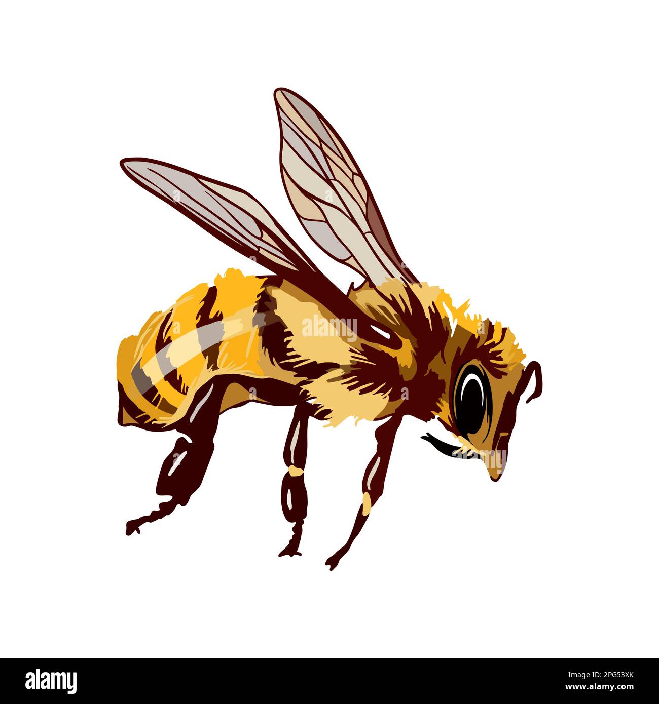 Honey bee. Vector illustration isolated on white background Stock