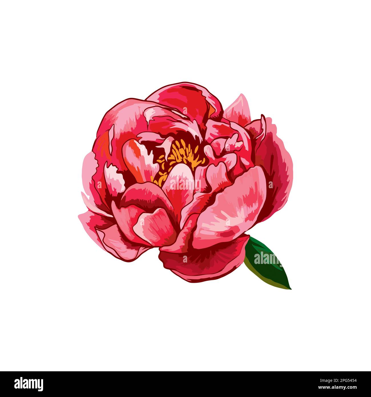Red peony flower on white background. Vector Illustration Stock Vector