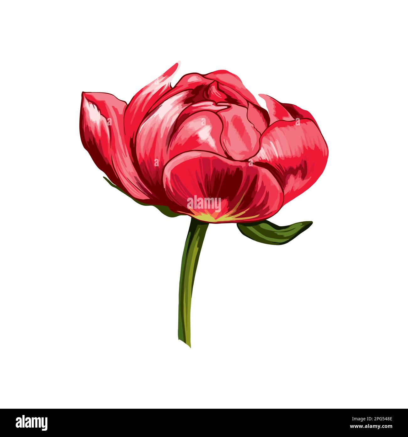 Red peony bud on white background. Vector Illustration Stock Vector