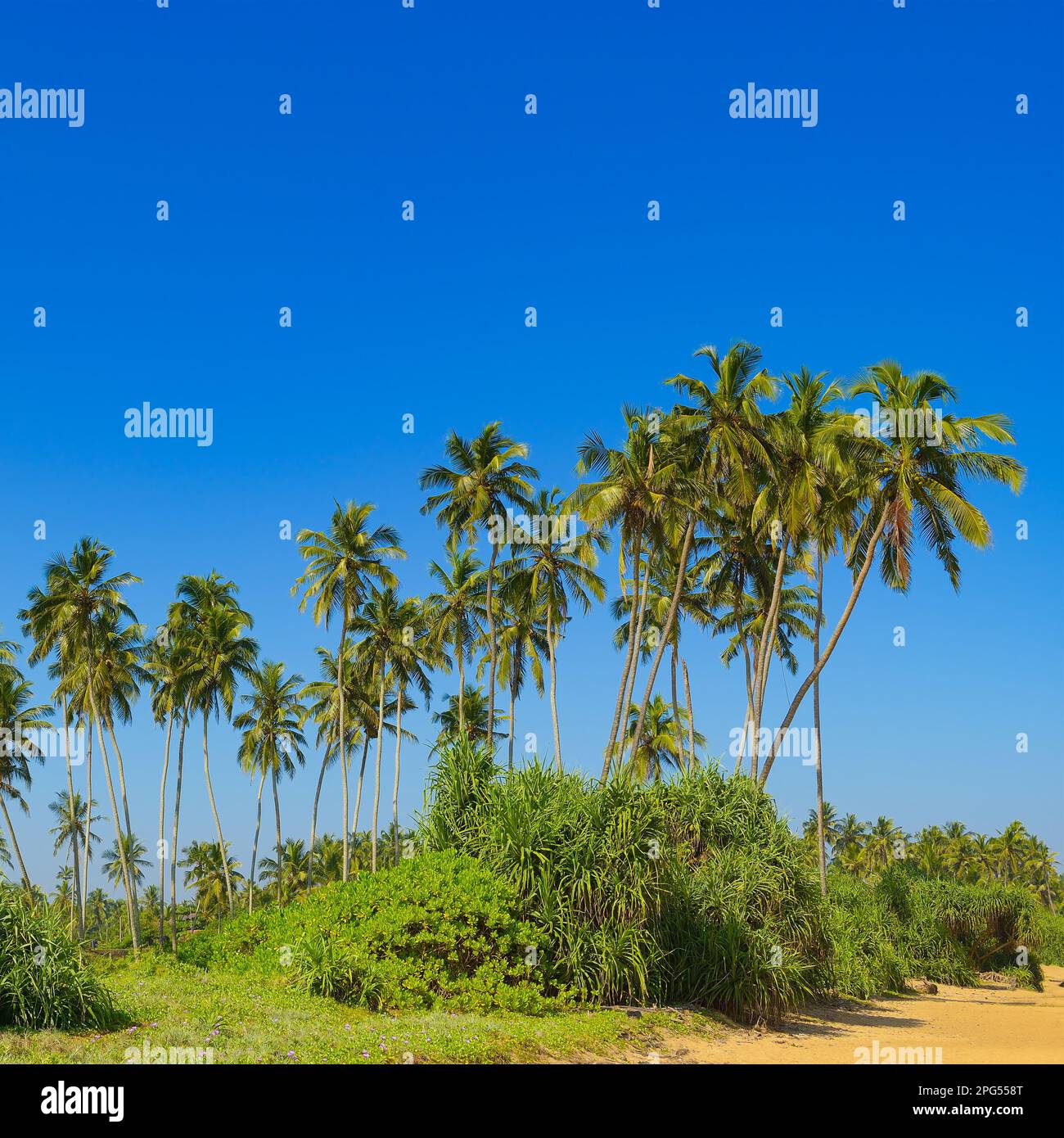Tall coconut tree hi-res stock photography and images - Alamy