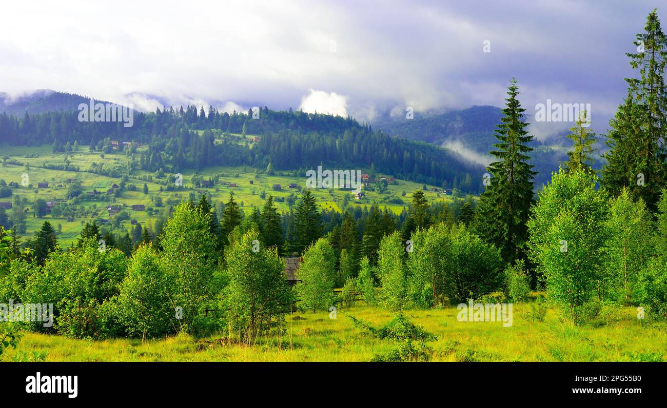 Spring dense pine forest hi-res stock photography and images - Alamy