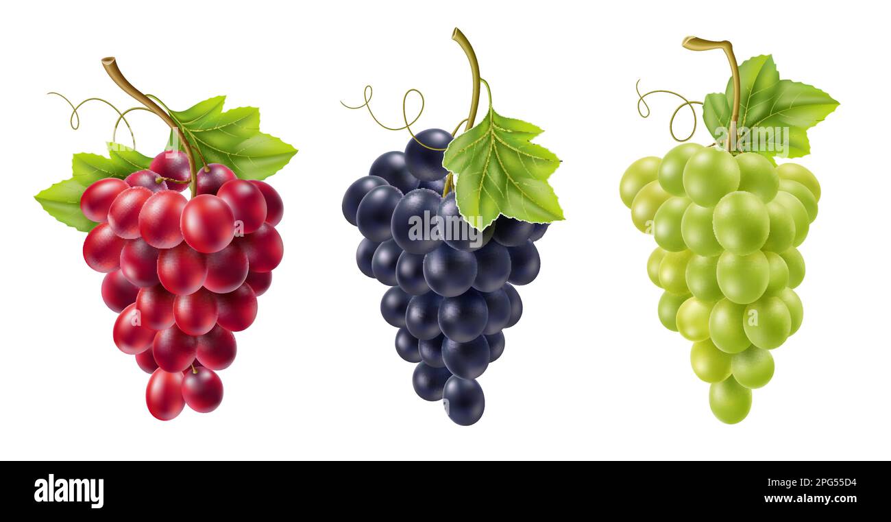Realistic grape bunch. Isolated vines fruits on branches, different